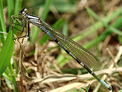 Damselfly